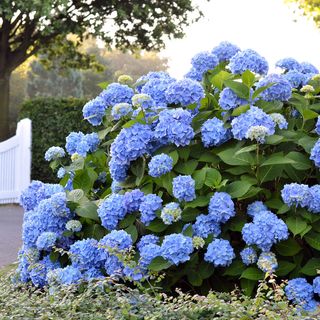 Hydrangea The Original Endless Summer&reg;