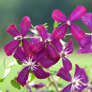 Clematis Sweet Summer Love