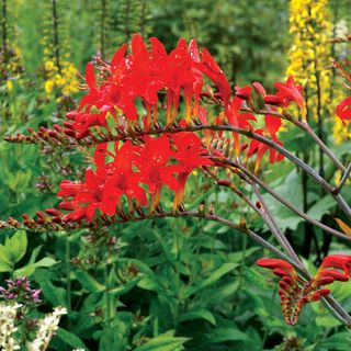 Crocosmia Lucifer Falling Stars Bulbs