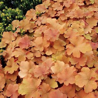 Heuchera Caramel Coral Bells