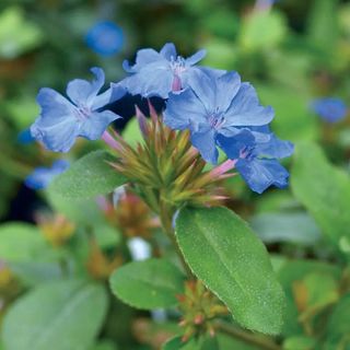 Blue Plumbago