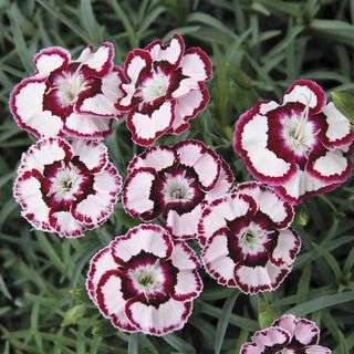 Dianthus Raspberry Swirl