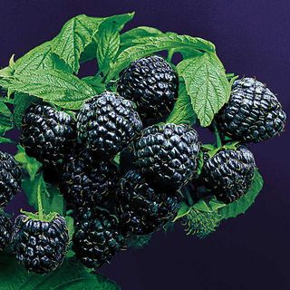 Rubus Jewel Raspberry