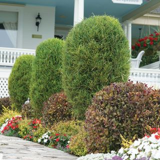 Rhamnus Fine Line&reg; Buckthorn