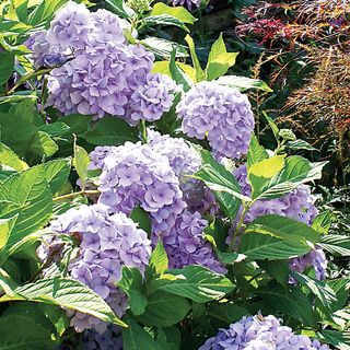 Hydrangea Nikko Blue