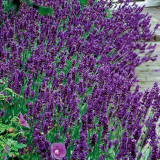 Lavandula Hidcote Blue