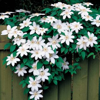 Henryi Clematis