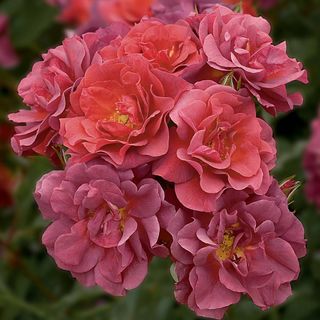 Cinco de Mayo&trade; Floribunda Rose