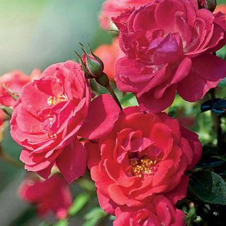 Oso Easy&reg; Mango Salsa Shrub Rose