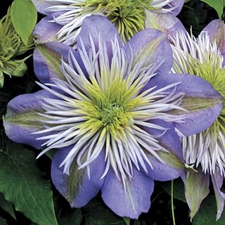 Crystal Fountain&trade; Clematis