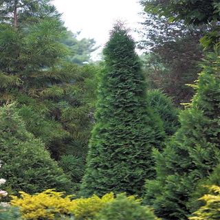 Mature fast growing trees as a privacy fence