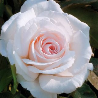 Clouds of Glory Hybrid Tea Rose