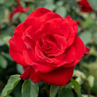 Olympiad Hybrid Tea Rose