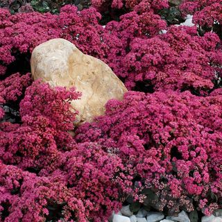 Sedum SunSparkler&reg; Dazzleberry Stonecrop