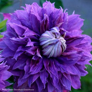 Diamantina&trade; Clematis