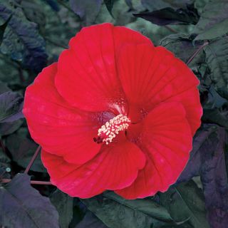 Hibiscus Midnight Marvel Rose Mallow