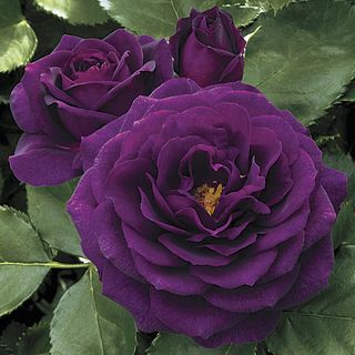 Ebb Tide&trade; Floribunda Rose