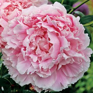 Sarah Bernhardt Peony