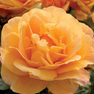 Strike It Rich&reg; Grandiflora Rose