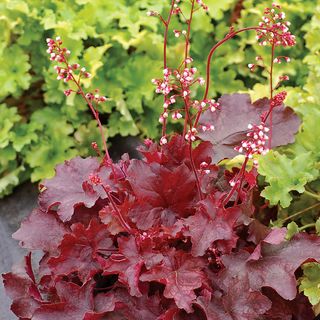 Heuchera Fire Chief