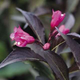 Weigela Spilled Wine&reg;