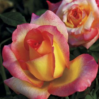 Royal Welcome&reg; Hybrid Tea Rose