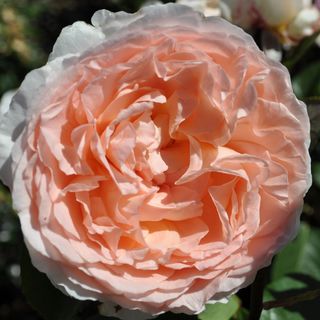 Parfuma&reg; Bliss Hybrid Tea Rose