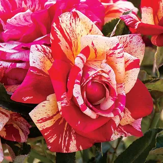 Daring Spirit Rose Hybrid Tea Rose | Jackson & Perkins