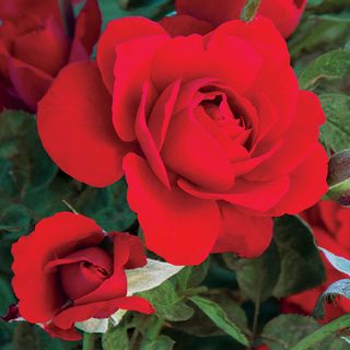 Obsession&reg; Floribunda Rose