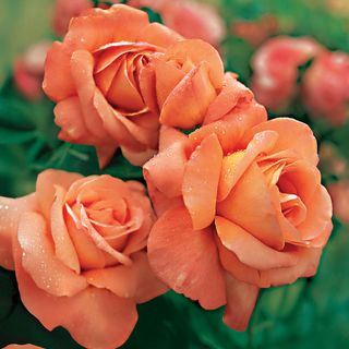 Outrageous Floribunda Rose
