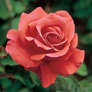Fragrant Cloud Hybrid Tea Rose