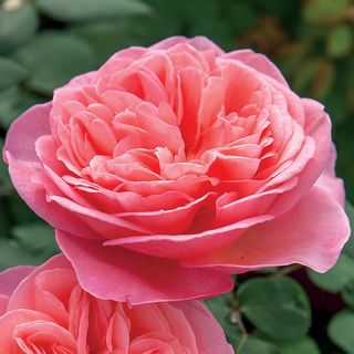 Sweet Mademoiselle&trade; Hybrid Tea Rose