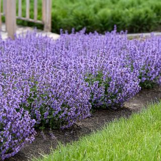 Perennials