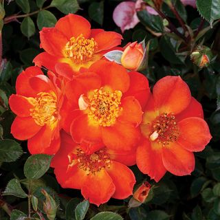 Honey Bee Lovely Ground Cover Rose
