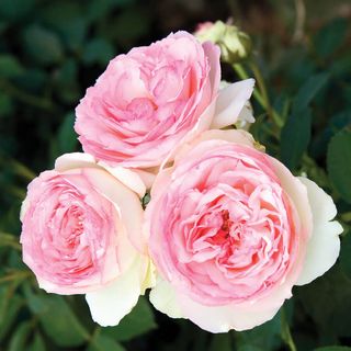 Eden Climber&reg; Climbing Rose