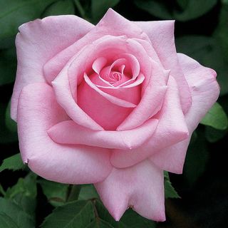 Belindas Dream Shrub Rose