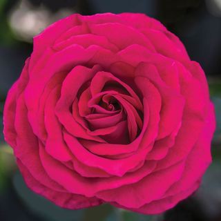 Stiletto&trade; Hybrid Tea Rose