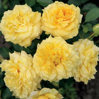 Tupelo Honey&trade; Sunbelt&reg; Floribunda Rose