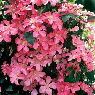 Clematis Comtesse de Bouchard