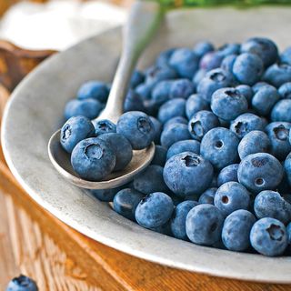 Vaccinium Patriot Blueberry