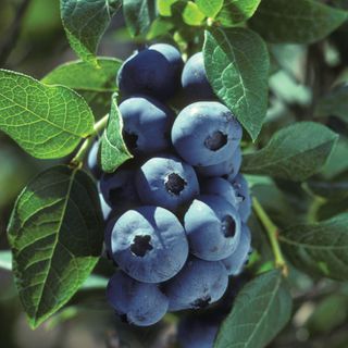 Vaccinium Chippewa Blueberry