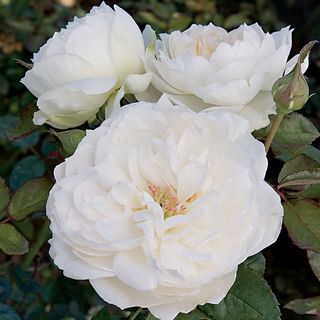 Bolero&trade; Floribunda Rose