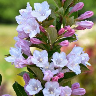 Weigela Towers of Flowers&reg; Apple Blossom
