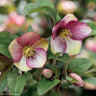 Helleborus HGC&reg; Ice N Roses&reg; Dark Picotee Hellebore