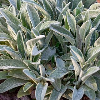 Stachys Helene von Stein Lambs Ear