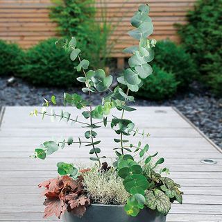 Eucalyptus Baby Blue Spiral Eucalyptus