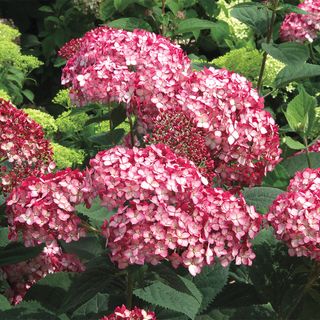 Hydrangea Invincibelle&reg; Ruby Smooth Hydrangea