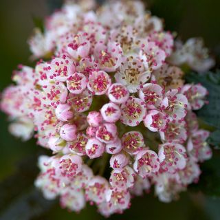 Physocarpus Summer Wine&reg; Ninebark