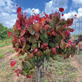 Cercis Hearts AFire&trade; Redbud