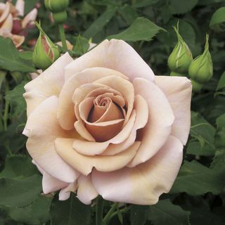 Koko Loko&trade; Floribunda Rose